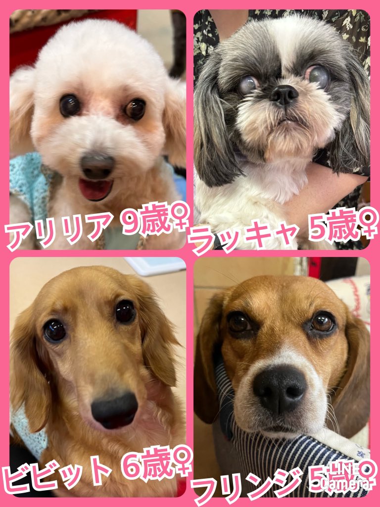 🐾今日の里親様募集中ワンコ🐶メンバーです🐾2023,10,2【保護犬カフェ天神橋店】